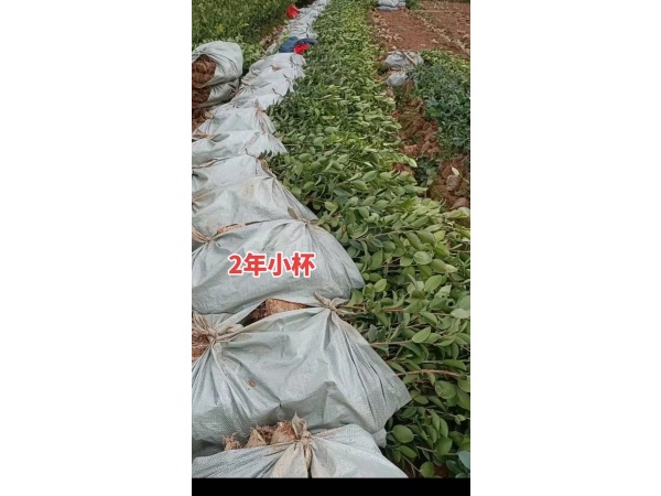 二年树苗