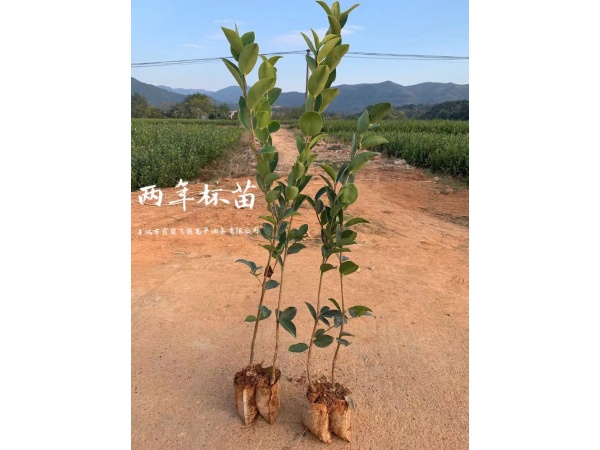 二年树苗
